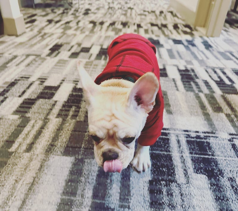 Why Allowing Pets is a Win for Landlords: Insights from a Property Manager